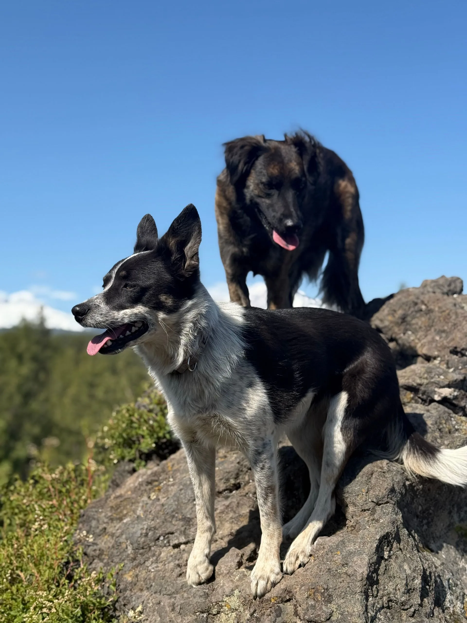 Kelly's dogs on a mountain trail