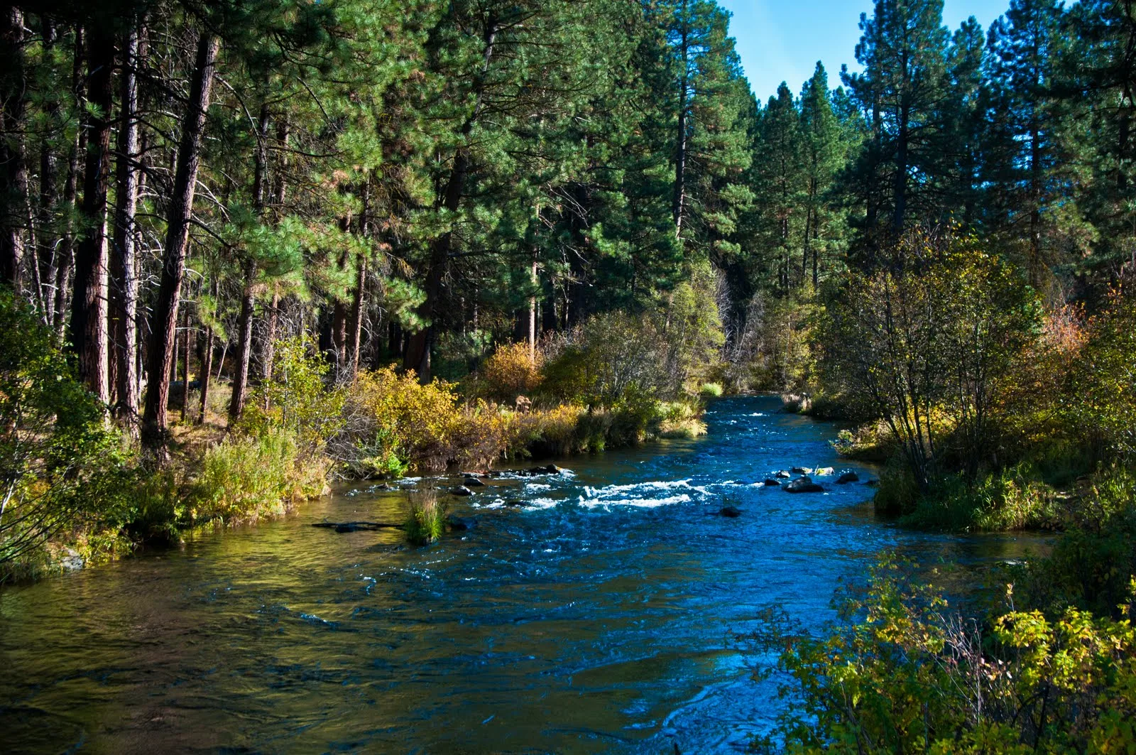 The Metolius River flowing through ponderosa forest near Camp Sherman, Oregon