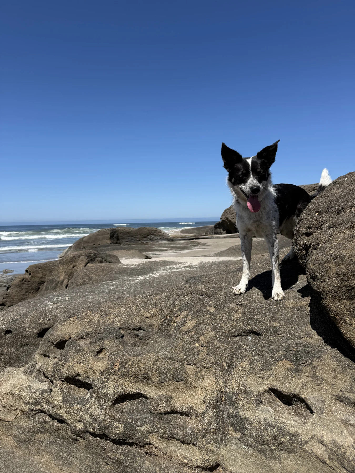 Kiva standing on Yachats’ rocky shoreline with ocean waves behind her